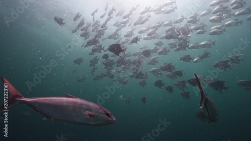 Title: Wide Angle Shot of a Large School of Spadefish in the Distance Underwater