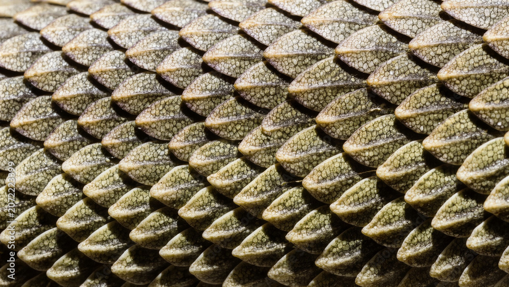Naklejka premium Snake Scale Pattern Macro Close-Up Reptile Texture Macro Close-Up, Natural Material Background Pattern