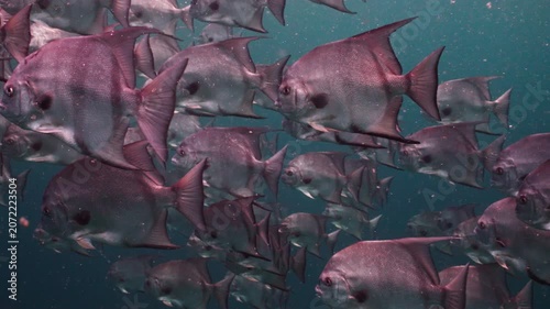 Close Up of Dense School of Spadefish Swimming Close Together Underwater
