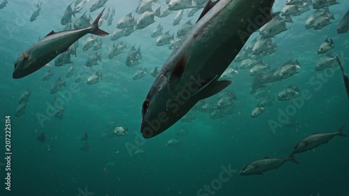 Close Up of Greater Amberjack in Slow Motion with School of Spadefish in Background