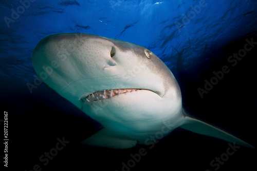 Close-up of the head of a Lemon shark.
