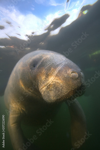 Large rare manatee in dark green water Crystal River, Florida.
