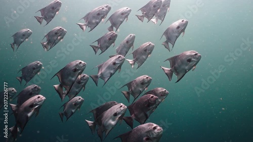 School of Spadefish Swimming Synchronously Together in Deep Blue Water
