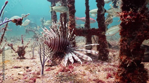 Close Up of Invasive Lionfish on Sunken Shipwreck Underwater