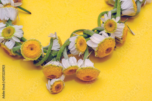 Close-up arrangement of chamomile flowers on a bright yellow background. Creating a cheerful floral composition with ample copy space for seasonal, wellness, nature and botanical themes.