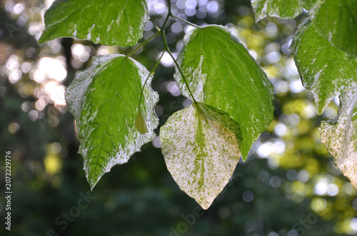 Cercis canadensis 'Alley Cat' tree branch with variegated green-white leaves .Closeup , outdoors against natural bokeh background. Summer, nature, trees, natural environment.	