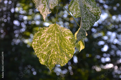 Cercis canadensis 'Alley Cat' tree branch with variegated green-white leaves against natural bokeh background. Nature, summer environment.,growing	 trees, concept.