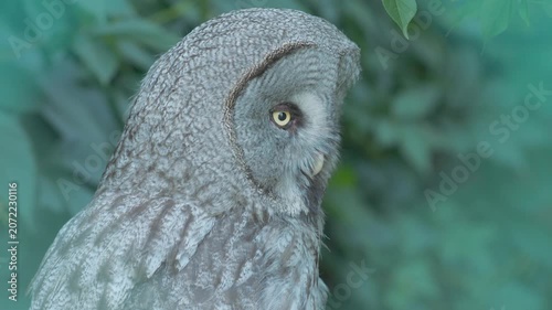 Great grey owl sits in profile and slowly turns its head backwards. Close up of a grey owl with a bright yellow eye against green leaves in the zoo.