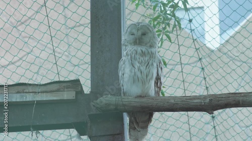 Ural owl sleeps peacefully on a wooden perch inside a zoo enclosure. Light-colored owl dozes with closed eyes against a safety net background close up.