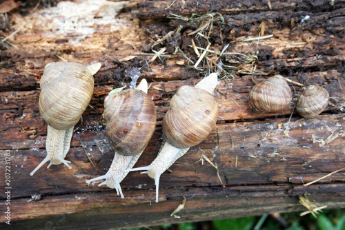 Group of shelled snails in nature