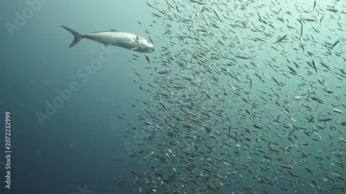 Massive School of Baitfish Surrounded by Large Predator Fish in Open Ocean Underwater