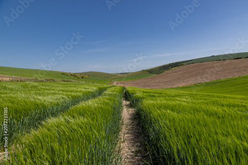 A pathway through a barley field in Sussex, on a sunny day in late May