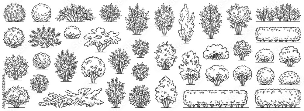 Naklejka premium Landscape shrubs and ornamental bushes in architectural elevation view for garden planning, exterior presentations, construction drawings and vector illustration