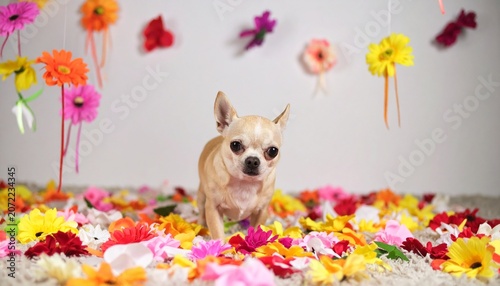 Adorable Fawn Chihuahua Puppy Sitting on a Rug Surrounded by Colorful Flowers