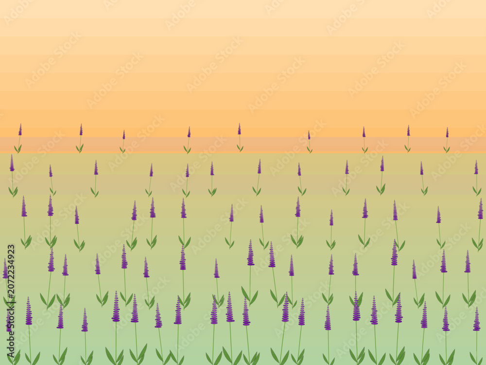 Obraz premium French Lavender Field Purple Floral Background