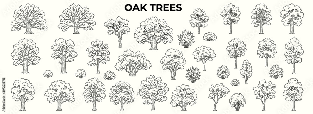 Fototapeta premium Architectural oak trees in elevation view with varied trunks, leafy crowns and deciduous forms for landscape drawings, site plans and exterior design vector illustration