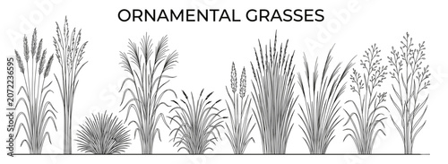Photos Architectural ornamental grasses in elevation, isolated decorative plants for la