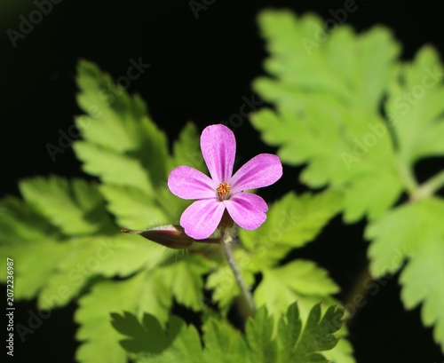 Canvas Print Small wildflower Geranium robertianum (herb Robert)