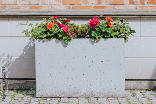 Colorful geraniums in a concrete planter against a tiled urban wall