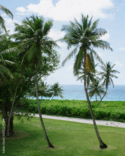 Obraz na plátne Coconut palm trees swaying above a turquoise tropical sea and sandy shore