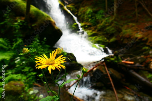 tosendes Wasser, Wildwasserpfad in Mariensee, Wechselland in Niederösterreich 