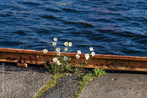 Bright Daisies on a Rusty Dock Over Blue Water