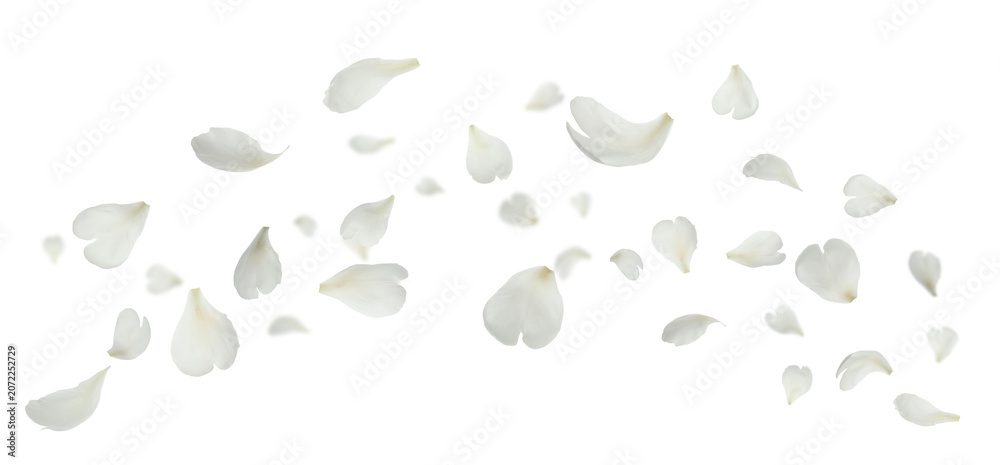 Fototapeta premium Peony petals flying in air on transparent background
