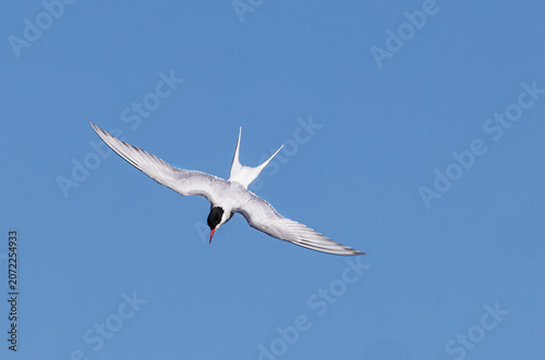 Arctic Tern