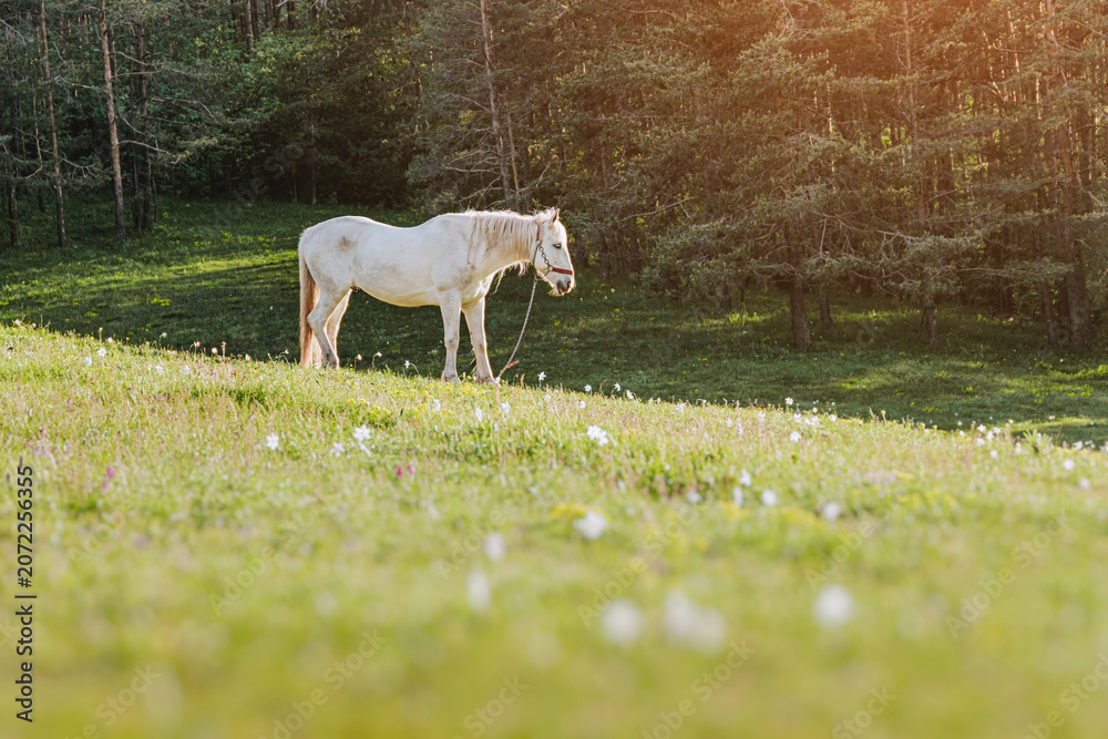 Naklejka premium White horse standing peacefully on a lush green mountain pasture with wildflowers and pine forest trees in the warm morning sun