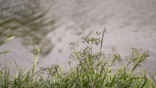 Calm water surface with subtle ripples soft light reflections. Greenish hue dominates, suggesting natural setting. Gentle movement creates soothing mood