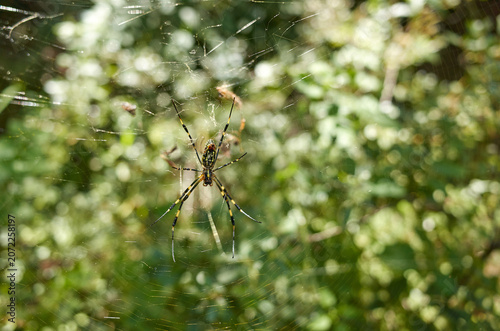 There is a big spider in the park.
