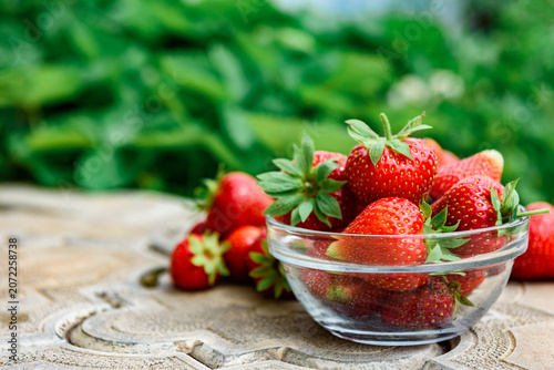 Harvesting and picking of fresh strawberries. Ripe red strawberries growing on a plant in summer season.
