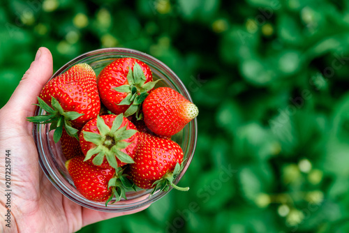 Harvesting and picking of fresh strawberries. Ripe red strawberries growing on a plant in summer season.