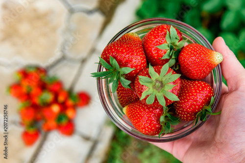 Harvesting and picking of fresh strawberries. Ripe red strawberries growing on a plant in summer season.