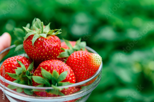 Harvesting and picking of fresh strawberries. Ripe red strawberries growing on a plant in summer season.