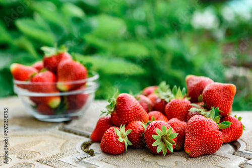 Harvesting and picking of fresh strawberries. Ripe red strawberries growing on a plant in summer season.