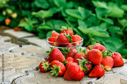 Harvesting and picking of fresh strawberries. Ripe red strawberries growing on a plant in summer season.