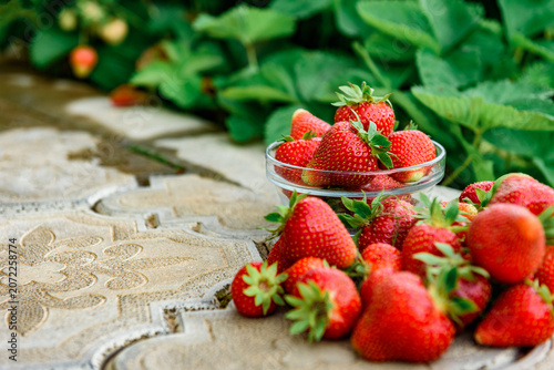 Harvesting and picking of fresh strawberries. Ripe red strawberries growing on a plant in summer season.