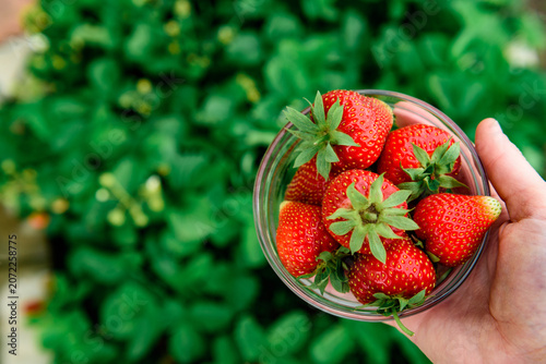 Harvesting and picking of fresh strawberries. Ripe red strawberries growing on a plant in summer season.