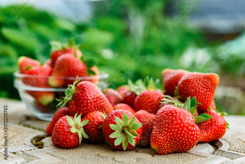 Harvesting and picking of fresh strawberries. Ripe red strawberries growing on a plant in summer season.
