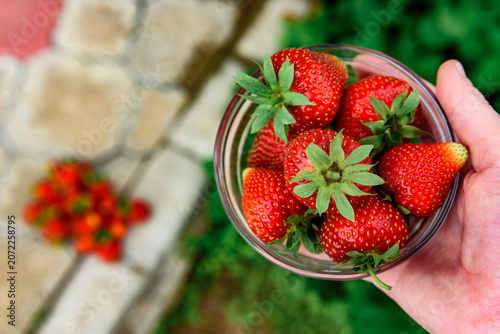 Harvesting and picking of fresh strawberries. Ripe red strawberries growing on a plant in summer season.