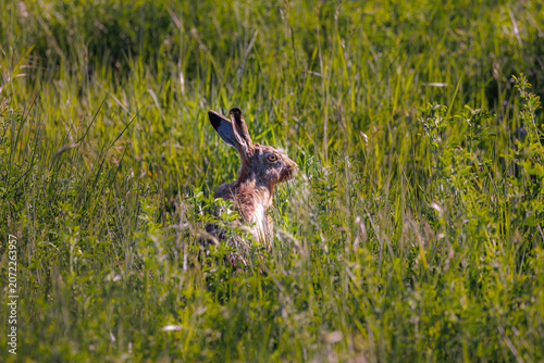 rabbit in the grass