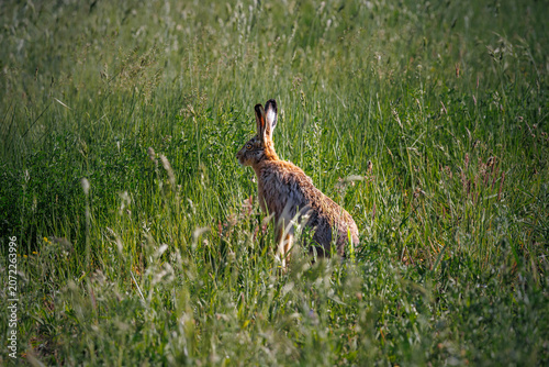 rabbit in the grass