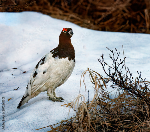 Ptarmigan, Arctic Bird