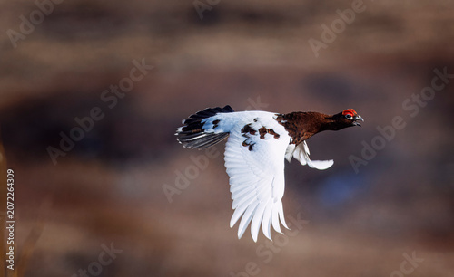 Ptarmigan, Arctic Bird