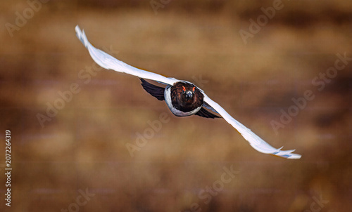 Ptarmigan, Arctic Bird