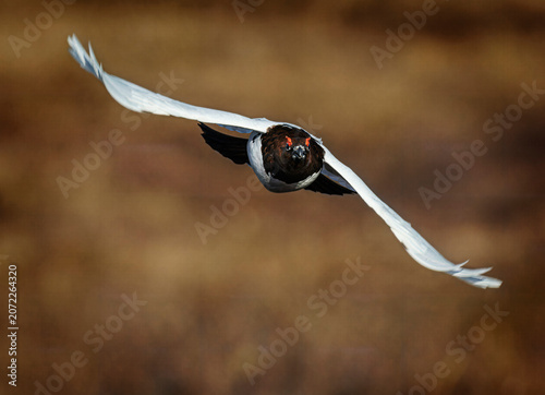 Ptarmigan, Arctic Bird