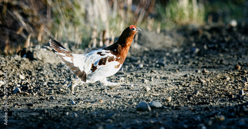 Obraz na plátně Ptarmigan, Arctic Bird
