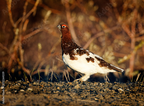 Ptarmigan, Arctic Bird