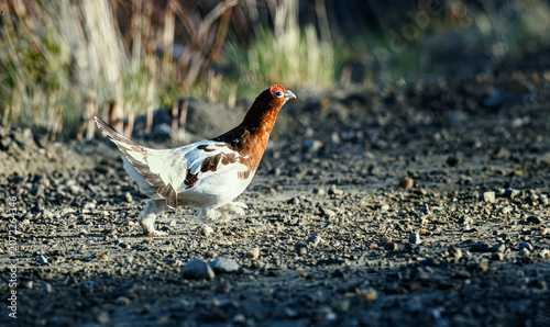 Tablou pe pânză Ptarmigan, Arctic Bird